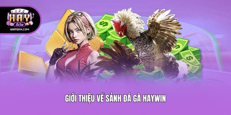 Giới thiệu Về Sảnh Đá Gà Haywin