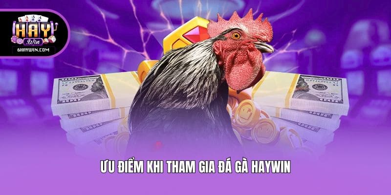 Ưu điểm khi tham gia đá gà Haywin